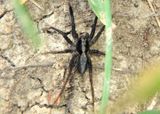 Schizocosa ocreata; Wolf Spider species 