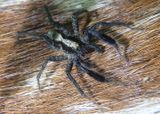 Schizocosa ocreata; Wolf Spider species 