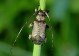 Sternidius Flat-faced Longhorn species