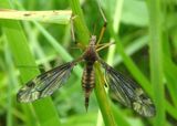 Tipula fuliginosa; Sooty Crane Fly; female