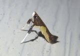 0594 - Caloptilia belfragella; Leaf Blotch Miner Moth species