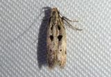 1928 - Deltophora sella; Twirler Moth species