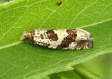 3091 - Pelochrista matutina; Tortricid Moth species