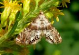 4777 - Petrophila fulicalis; Feather-edged Petrophila