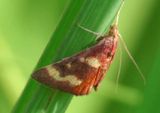 5069 - Pyrausta tyralis;  Coffee-loving Pyrausta Moth 