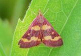 5069 - Pyrausta tyralis;  Coffee-loving Pyrausta Moth