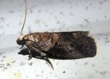 5673 - Acrobasis angusella; Hickory Leafstem Borer