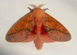 7709 - Sphingicampa bicolor; Honey Locust Moth