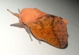 7709 - Sphingicampa bicolor; Honey Locust Moth 