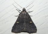 8366 - Tetanolita mynesalis; Smoky Tetanolita