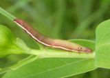 9582 - Nedra ramosula; Gray Half-Spot caterpillar