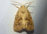 9815 - Cosmia calami; American Dun-bar Moth
