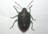 Banasa sordida; Stink Bug species