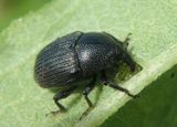 Baris Flower Weevil species