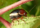 Cryptocephalus venustus; Case-bearing Leaf Beetle species 