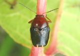 Cryptocephalus venustus; Case-bearing Leaf Beetle species 