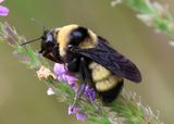Bombus auricomus; Black-and-gold Bumble Bee