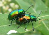 Chrysochus auratus; Dogbane Leaf Beetle pair