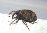 Conotrachelus seniculus; Weevil species