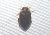 Coptotomus Predaceous Diving Beetle species