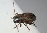 Cyrtepistomus castaneus; Asiatic Oak Weevil; exotic