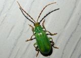 Diabrotica barberi; Northern Corn Rootworm Beetle