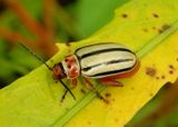 Disonycha alternata; Striped Willow Leaf Beetle