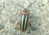 Disonycha Leaf Beetle species
