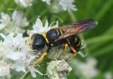 Ectemnius decemmaculatus; Square-headed Wasp species