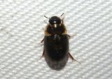 Enochrus Water Scavenger Beetle species