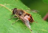Eristalis tenax; Drone Fly; male; exotic