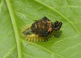 Helocassis clavata; Clavate Tortoise Beetle larva