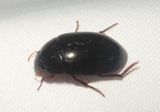 Hydrochara Water Scavenger Beetle species