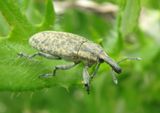 Lixus scrobicollis; Ragweed Weevil