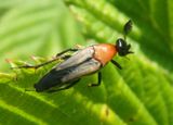 Macrosiagon sayi; Wedge-shaped Beetle species; male