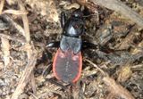 Melanolestes picipes; Black Corsair nymph