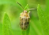 Ophraella communa; Leaf Beetle species