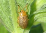 Ophraella cribrata; Flea Beetle species