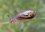 Oxyloma elegans; Slender Amber Snail; exotic