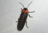 Photinus Firefly species