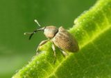 Smicronyx sordidus; Gray Sunflower Seed Weevil
