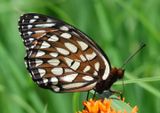 Speyeria idalia; Regal Fritillary; female 