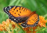 Speyeria idalia; Regal Fritillary; female 