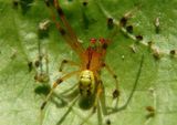 Theridion Cobweb Spider species 
