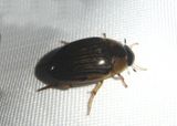 Tropisternus collaris; Water Scavenger Beetle species