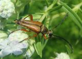 Typocerus acuticauda; Flower Longhorn species