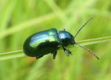 Typophorus nigritus; Sweet Potato Leaf Beetle 