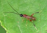 Wroughtonia Braconid Wasp species