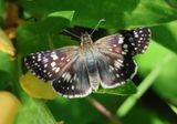 Pyrgus communis; Common Checkered-Skipper