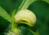 Calligrapha suturalis; Ragweed Leaf Beetle larva